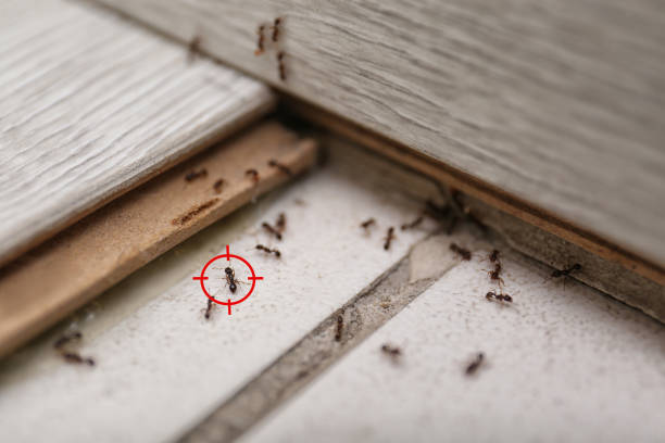  Sistersville, WV Pest Control Pros