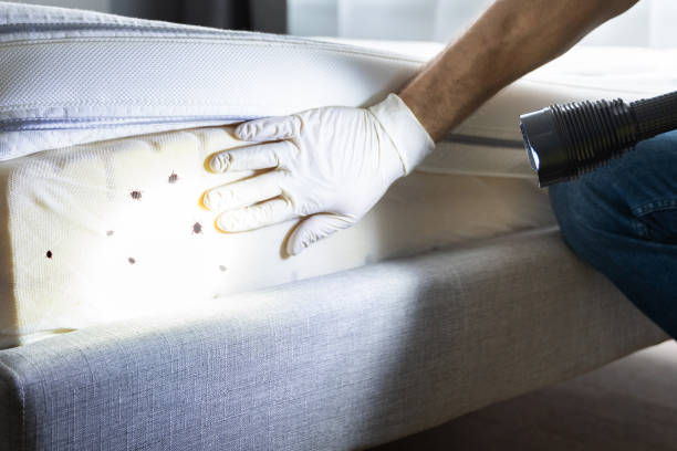 Best Wasp Removal Services  in Sistersville, WV
