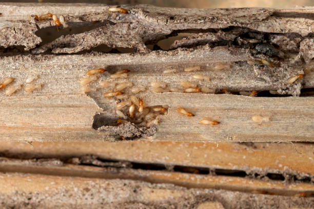 Best Pest Removal Services  in Sistersville, WV