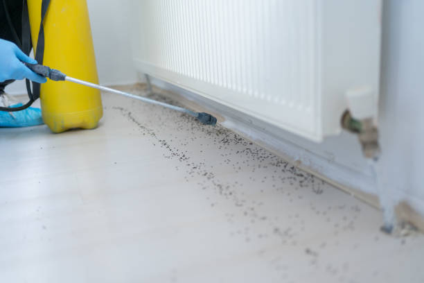 Best Pest Control Near Me in Sistersville, WV